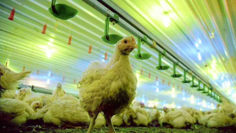 Entdecken Sie die Welt von Chicken Road - Ein Neuartiges Glücksspiel in in Germany