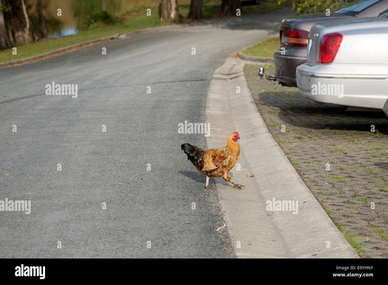 Overview of chicken road game